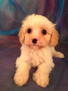Female Lemmon and White Cavachon Puppy for sale #2|Cavachons for sale at lower prices than Most cavachon Breeders in RI